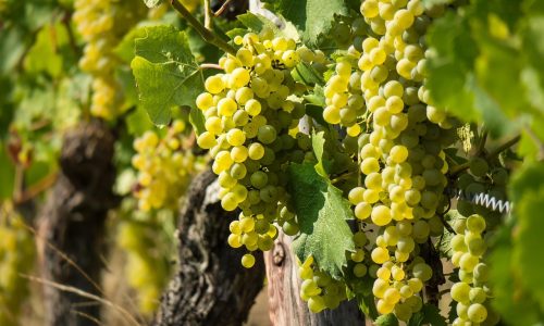 TOUR ENOGASTRONOMICI (2)